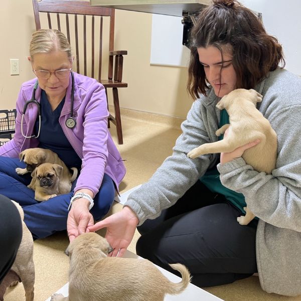 vet and staff with puppies