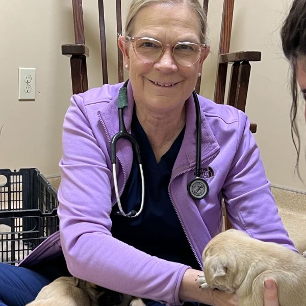 vet examining a puppy