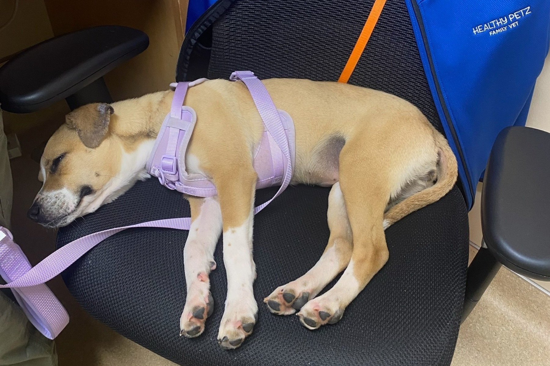 gray cat looking up outside