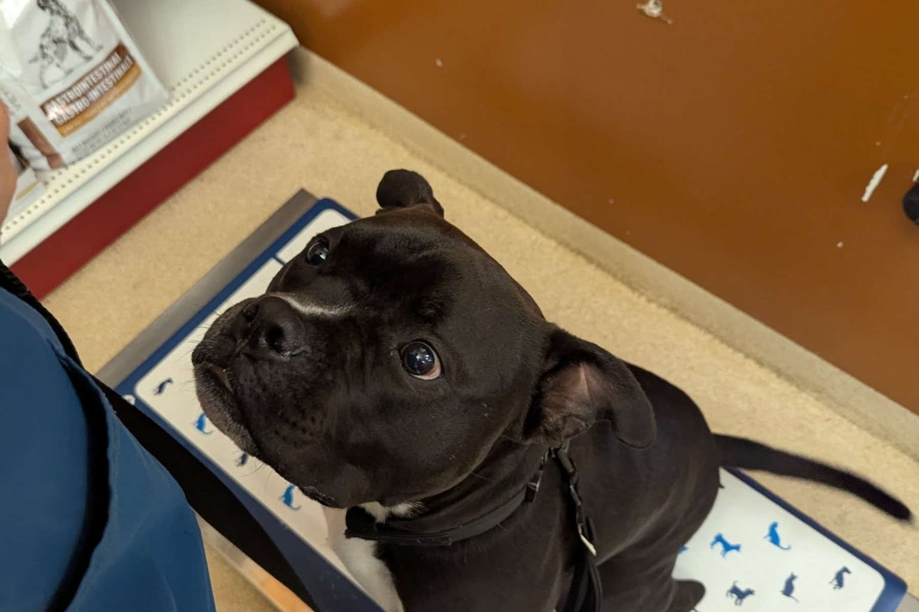 tabby cat eating out of bowl